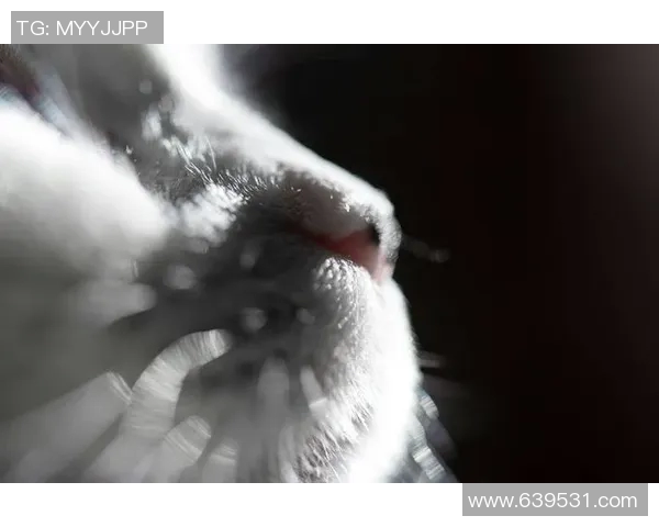 猫咪的优雅与灵动竟然与足球明星有着惊人的相似之处